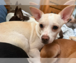 Small #2 Chihuahua Mix