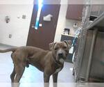 Small American Pit Bull Terrier Mix