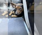 Small Chihuahua Mix