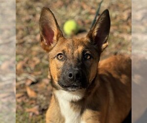 German Shepherd Dog-Unknown Mix Dogs for adoption in Yardley, PA, USA
