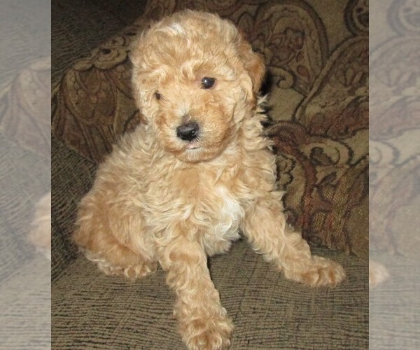 Medium Photo #9 Labradoodle Puppy For Sale in LINCOLN, AL, USA