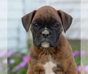 Boxer Puppy for sale in GORDONVILLE, PA, USA