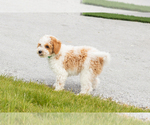 Small #8 Goldendoodle (Miniature)