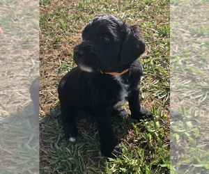 Double Doodle Puppy for sale in WILLIAMSBURG, KY, USA