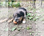 Small Photo #15 Border Collie-Golden Retriever Mix Puppy For Sale in OVERLAND PARK, KS, USA