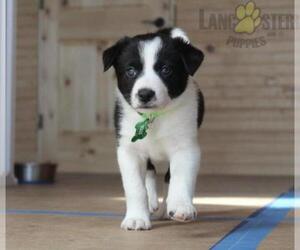 Border Collie Dog for Adoption in INDEPENDENCE, Kentucky USA