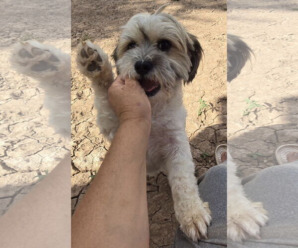 Medium Photo #7 Shih Tzu-Unknown Mix Puppy For Sale in Peralta, NM, USA