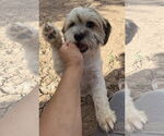 Small #6 Shih Tzu Mix