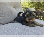 Small #23 Yorkshire Terrier