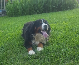 Father of the Bernese Mountain Dog puppies born on 07/17/2020