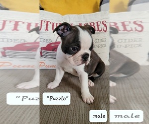 Boston Terrier Puppy for sale in DAYTON, OH, USA