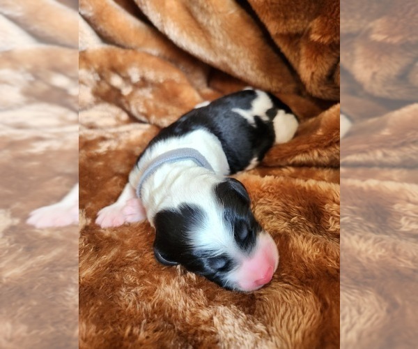 Medium Photo #92 Sheepadoodle Puppy For Sale in LEHI, UT, USA