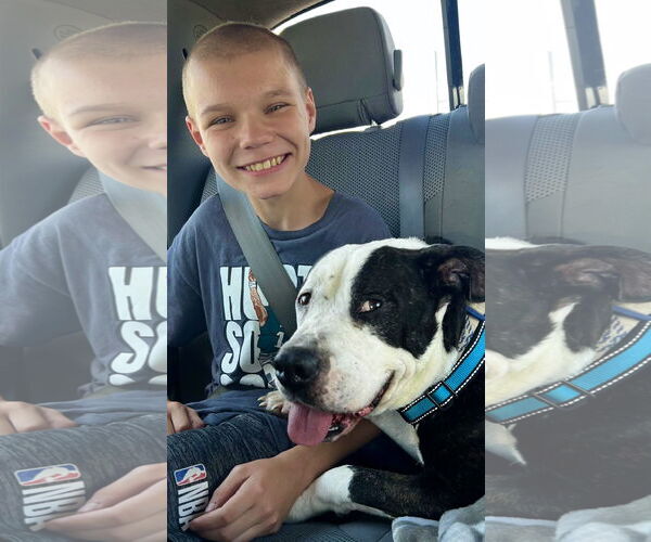 Medium Photo #16 Mutt Puppy For Sale in Mount Laurel, NJ, USA