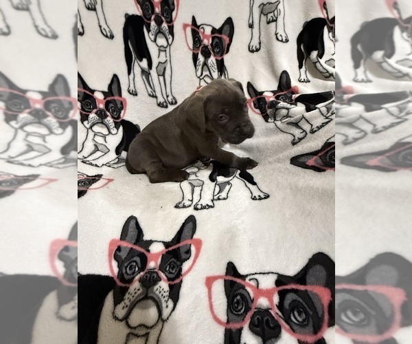 Medium Photo #16 Cane Corso Puppy For Sale in WALNUT GROVE, GA, USA
