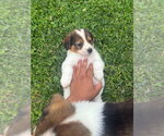 Small Colonial Cocker Spaniel-Saint Bernard Mix