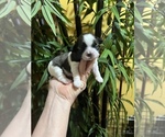 Small Photo #12 Shih Tzu Puppy For Sale in DOWNEY, CA, USA