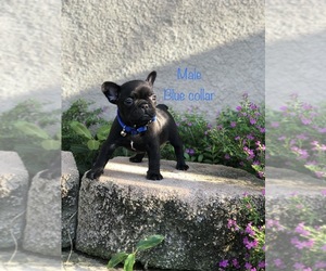 French Bulldog Puppy for sale in JURUPA VALLEY, CA, USA