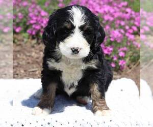 Bernedoodle Puppy for sale in NEW ENTRPRISE, PA, USA