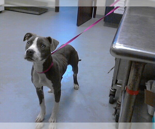 Medium Photo #1 Mutt Puppy For Sale in Fayetteville, NC, USA