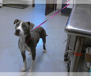 Mutt Dogs for adoption in Fayetteville, NC, USA