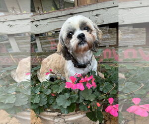 Shih Tzu Dogs for adoption in Sioux Falls, SD, USA