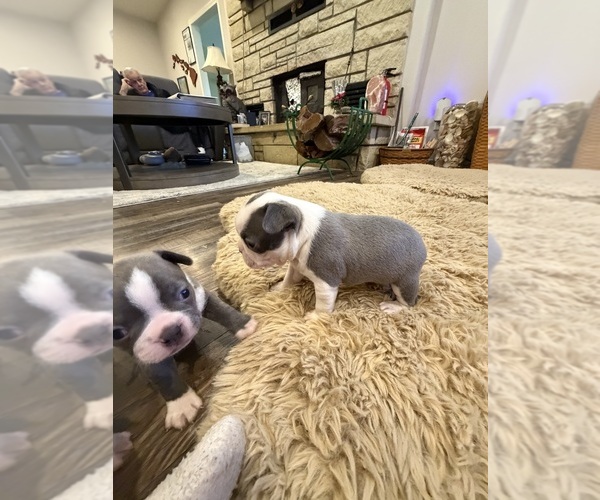 Medium Photo #11 Boston Terrier Puppy For Sale in FREDONIA, KS, USA
