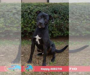 HAPPY - Male Labrador Retriever Dog for Adoption - Photo #2