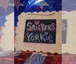 Small #1 Yorkshire Terrier