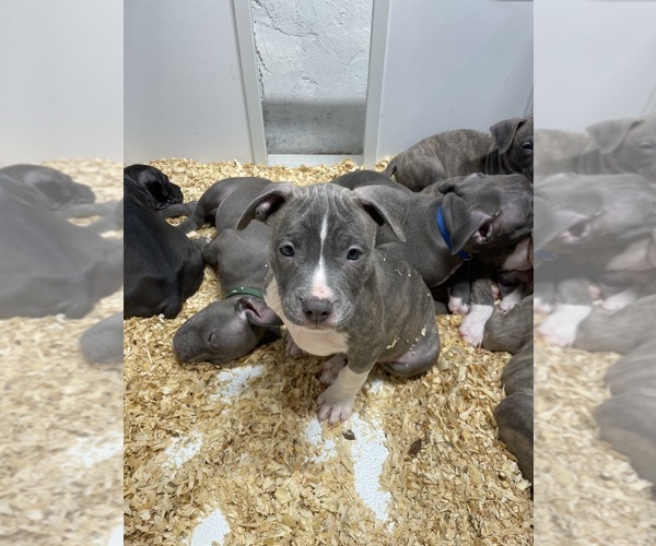 Medium Photo #13 American Bully Puppy For Sale in NAUGATUCK, CT, USA