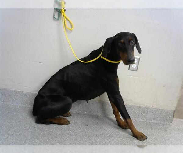 Medium Photo #1 Doberman Pinscher Puppy For Sale in Pasadena, TX, USA