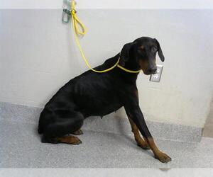 Doberman Pinscher Dogs for adoption in Pasadena, TX, USA