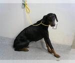 Small Doberman Pinscher