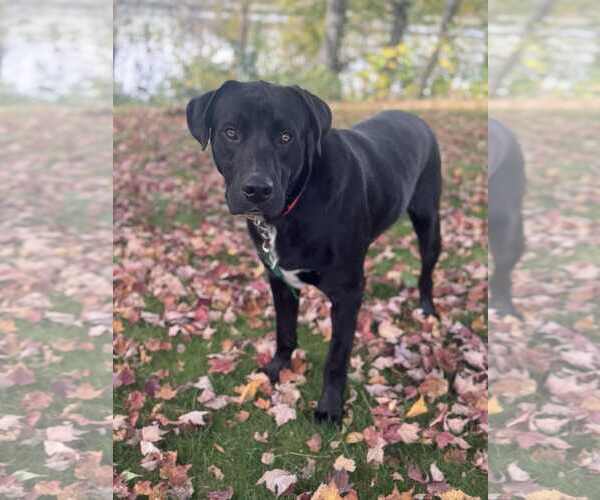 Medium Photo #3 Labrador Retriever-Unknown Mix Puppy For Sale in Duluth, MN, USA
