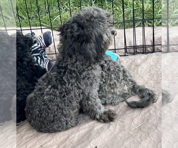 Medium Photo #2 ShihPoo Puppy For Sale in GLOUCESTER, VA, USA