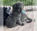 Crystal - Female ShihPoo Puppy for Sale - Photo #2