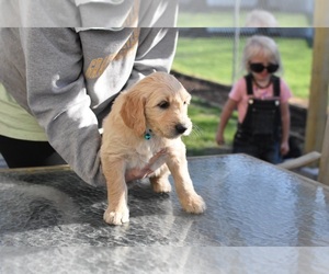 Goldendoodle Puppy for sale in OSKALOOSA, IA, USA
