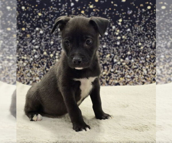 Medium Photo #5 Mutt Puppy For Sale in Lakewood, CO, USA