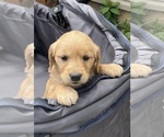 Small #12 Golden Retriever