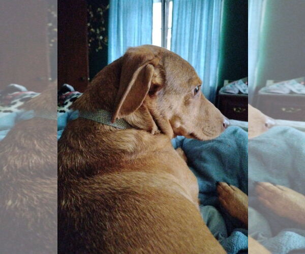 Medium Photo #3 Dachshund Puppy For Sale in Fruitland, SC, USA