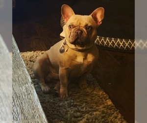 French Bulldog Puppy for sale in GLENDALE HEIGHTS, IL, USA
