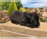 Small Photo #4 Belgian Malinois Puppy For Sale in PRESCOTT, AZ, USA
