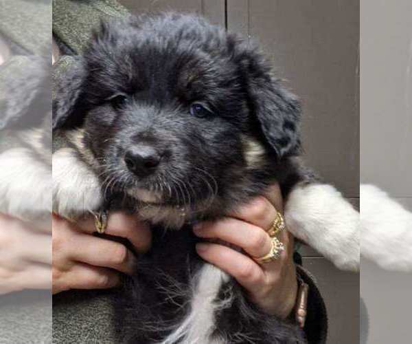Medium Photo #9 Border-Aussie Puppy For Sale in SALEM, OR, USA