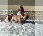Small Photo #7 French Bulldog Puppy For Sale in VICTORVILLE, CA, USA