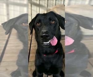 Mutt Dogs for adoption in Stover, MO, USA