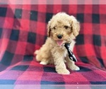 Small #6 Cavapoo (Miniature)