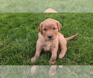 Golden Retriever Puppy for sale in HAMILTON CORNER, ID, USA
