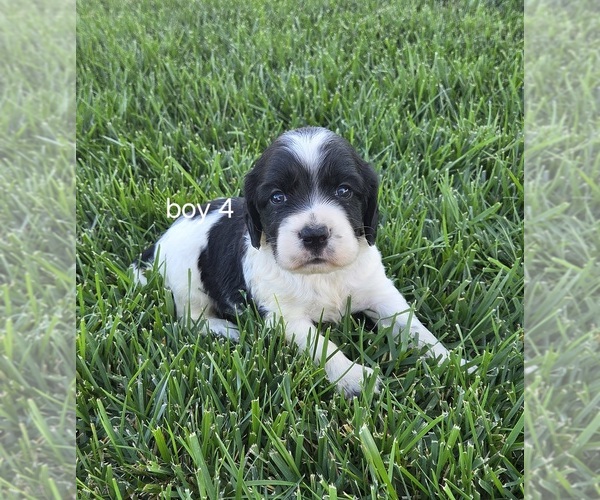Medium Photo #2 Cocker Spaniel-English Springer Spaniel Mix Puppy For Sale in BAYLISS, CA, USA