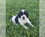 Small #1 Cocker Spaniel-English Springer Spaniel Mix