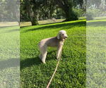 Small #4 Labradoodle