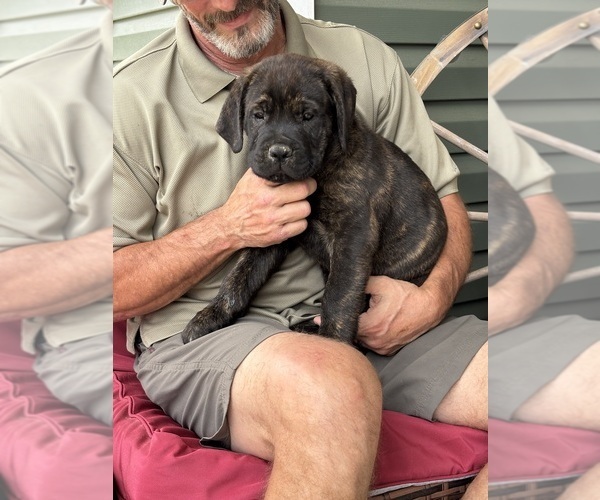 Medium Photo #5 Rotticorso Puppy For Sale in REEVESVILLE, SC, USA